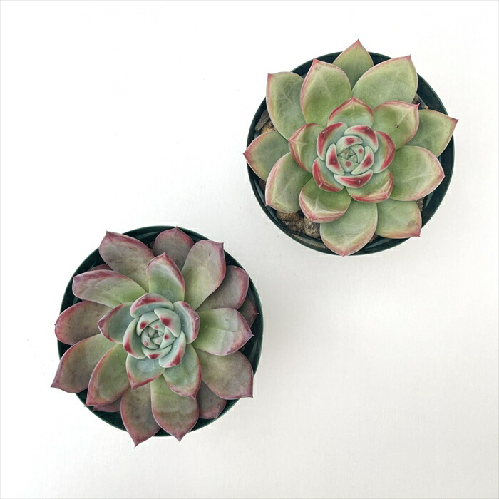 楽天市場】多肉植物 swkエケベリア 二瓶リンゼアナ 実生 送料無料 多肉