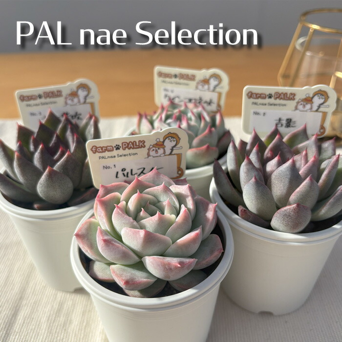 楽天市場】多肉植物 PAL nae セレクション No.005 クインコロネット