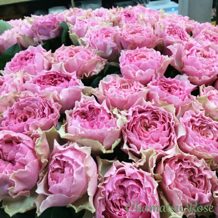 楽天市場】予約販売 バラ苗 バラ新苗 カーム波 契約品種 薔薇 ばら