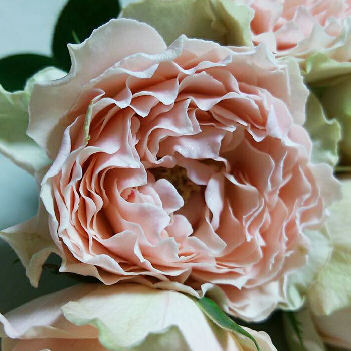 楽天市場】予約販売 バラ苗 バラ新苗 マロンフォレスト 契約品種 薔薇