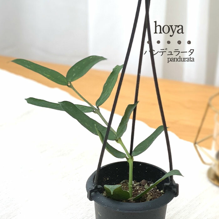 楽天市場】予約販売 観葉植物 ホヤ パンデュラータ 3号 吊り鉢 吊り