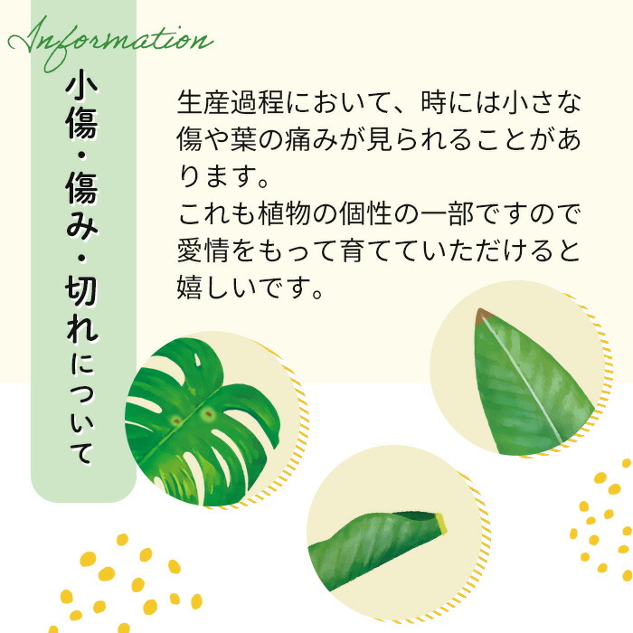 楽天市場】観葉植物 ユッカ ロストラータ 5号鉢 送料無料 観葉植物