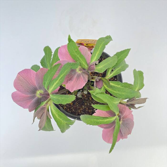 楽天市場】クリスマスローズ 広瀬園芸 セレクトシングル バイカラー