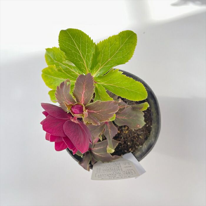 楽天市場】クリスマスローズ 広瀬園芸 美艶 レッド 強グロス オーレア