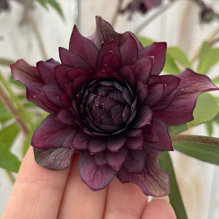 広瀬園芸✨スレートパープル✨ダブル♥クリスマスローズ✨来季用 広瀬園芸さんのクリスマスローズが入荷しました／ 山梨県の標高700m