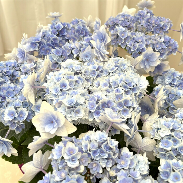 楽天市場】アジサイ 弥呼明り ブルー 10.5cmポット ミコアカリ