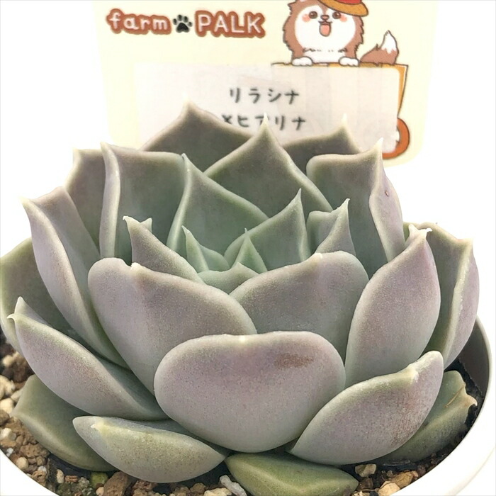 楽天市場】多肉植物 plkエケベリア リラシナ×ヒアリナ 多肉植物 パルク