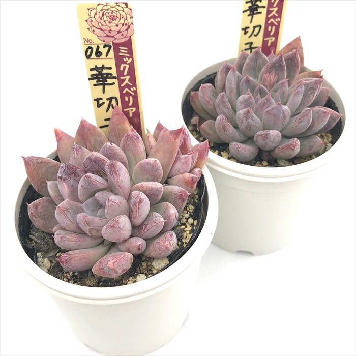 楽天市場】多肉植物 oriミックスベリア No.067 華切子 多肉植物 お