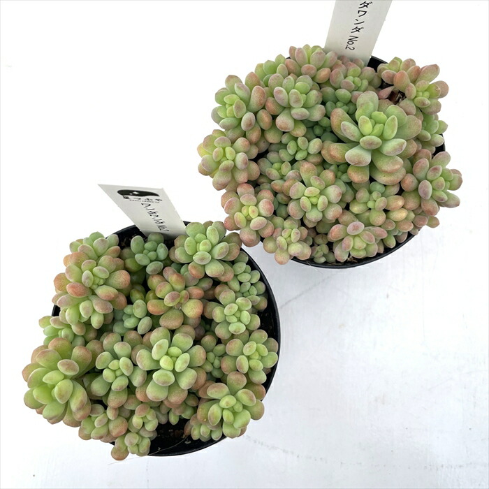 楽天市場】多肉植物 hstセダム ワンダワンダ No.2 多肉植物 星つぶや