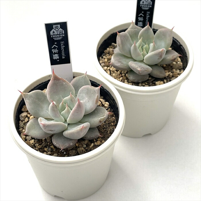楽天市場】多肉植物 yukエケベリア くま蜂 多肉植物 優木園さんの苗