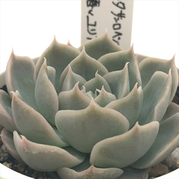 楽天市場】多肉植物 O'sエケベリア （クスピダータサンロベルト