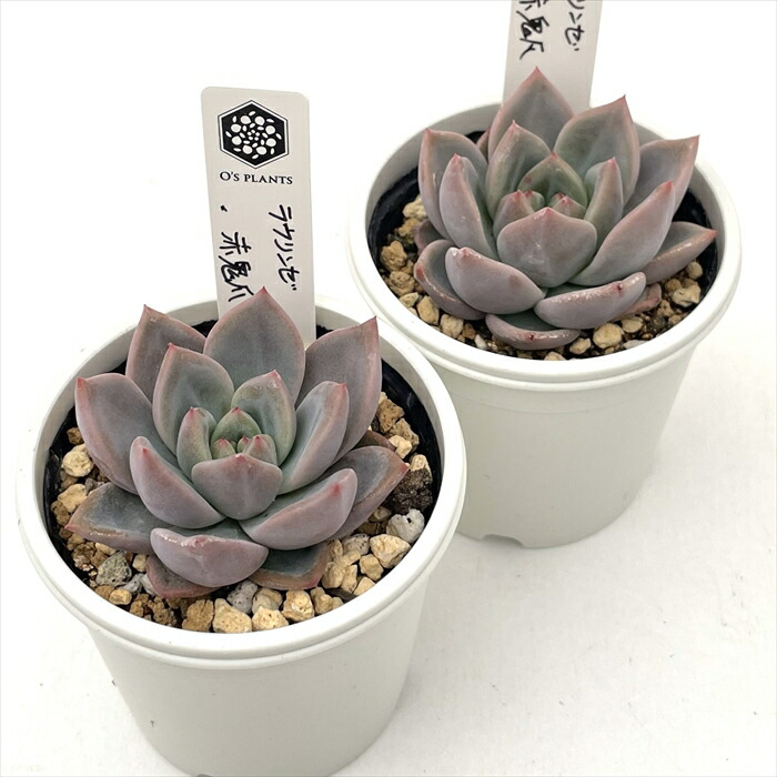 楽天市場】多肉植物 O'sエケベリア ラウリンゼ×赤鬼爪 多肉植物 O's