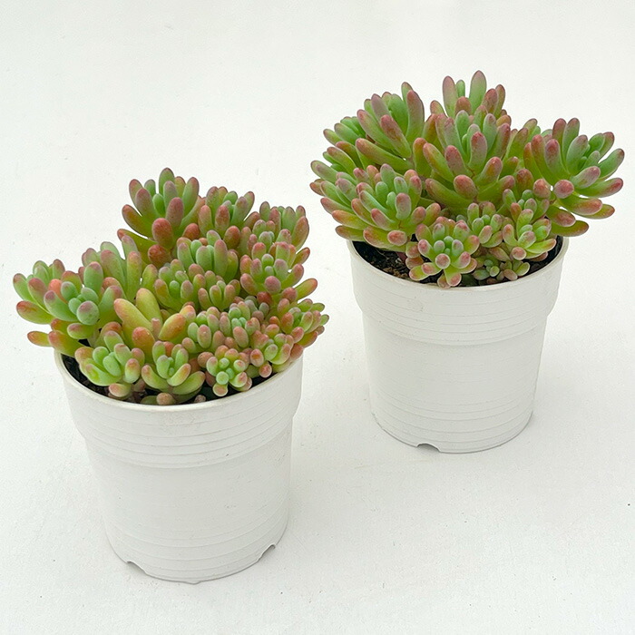 楽天市場】多肉植物 hmセダム ばらまきスプリングワンダー×乙女心 多肉