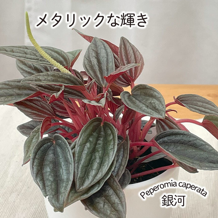 楽天市場】観葉植物 cot ペペロミア カペラータ 銀河 3.5号鉢 観葉植物