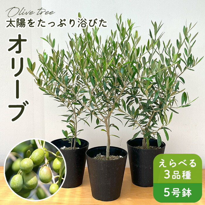 楽天市場】予約販売 選べるオリーブ 5号鉢 送料無料 鉢植え 観葉植物