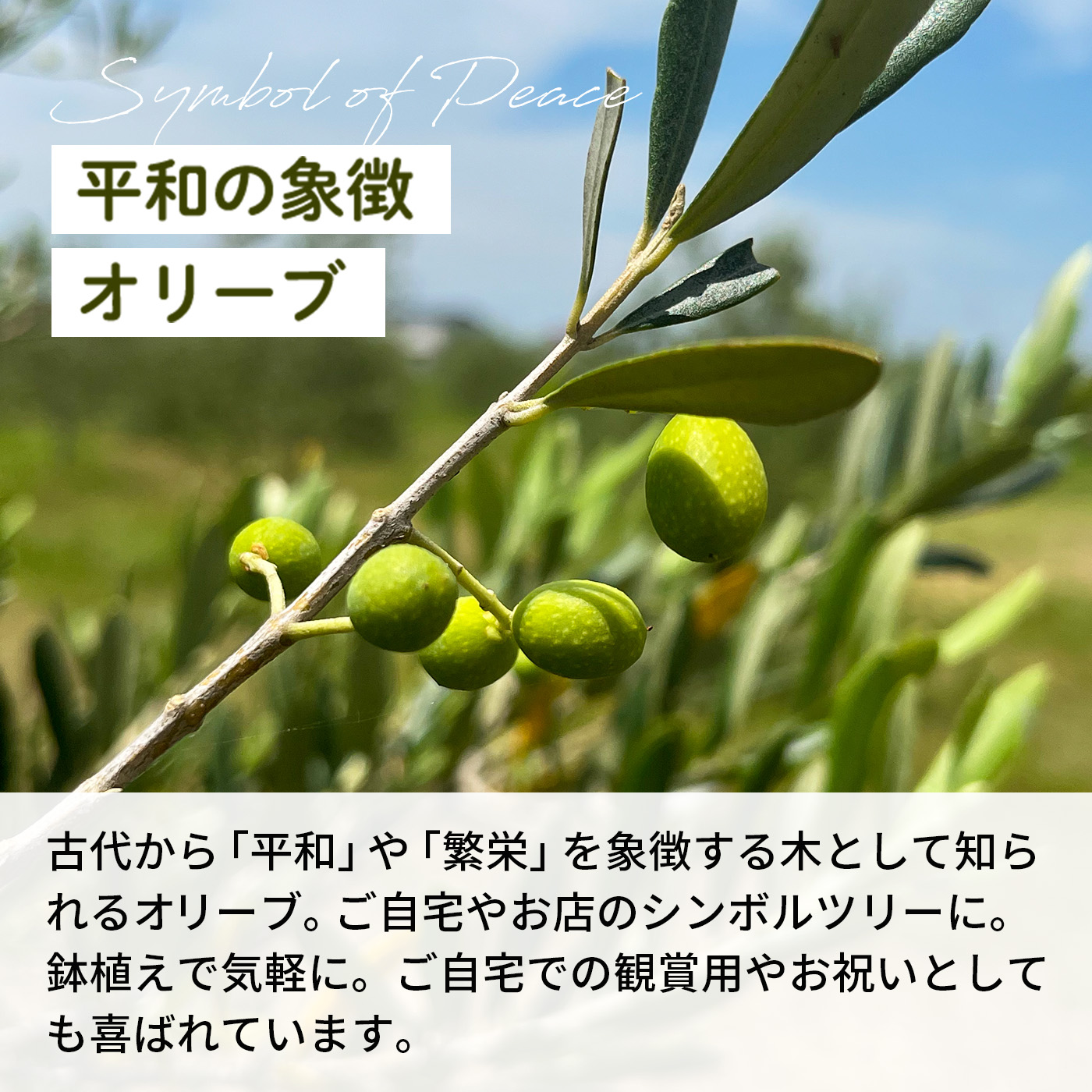 楽天市場】予約販売 選べるオリーブ 5号鉢 送料無料 鉢植え 観葉植物