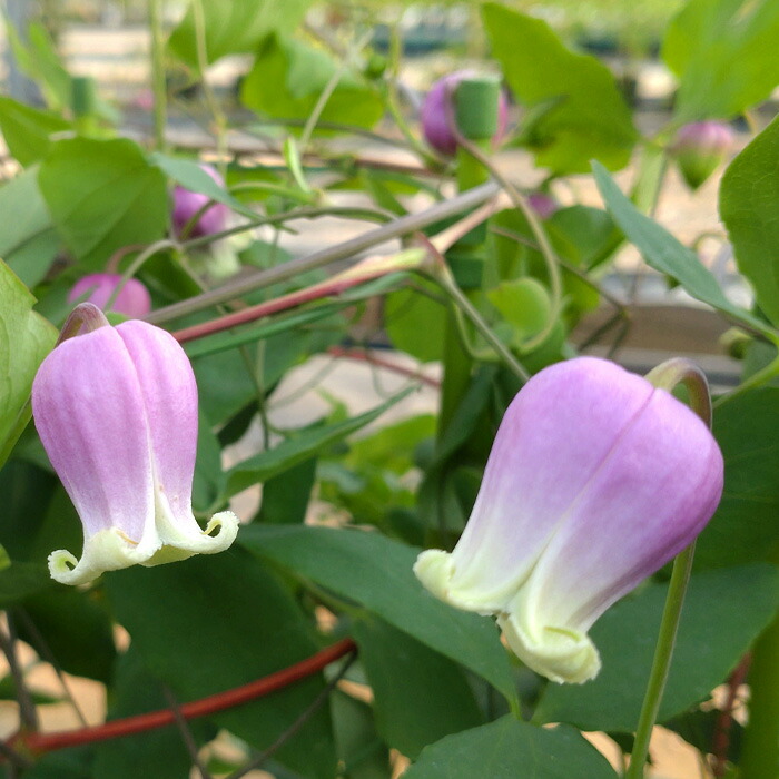 楽天市場】予約販売 クレマチス 苗 フェルマータピンク ヴィオルナ系