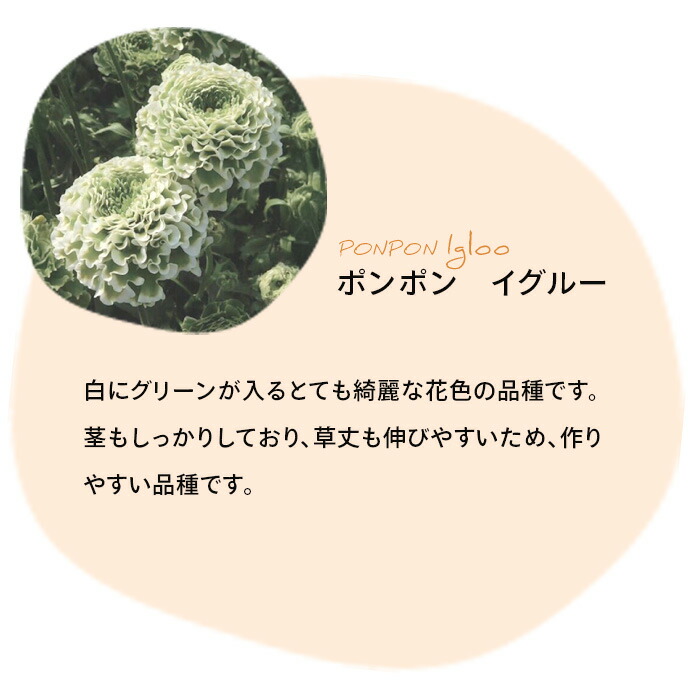 楽天市場】ラナンキュラス ポンポンシリーズ 苗 ポンポン イグルー