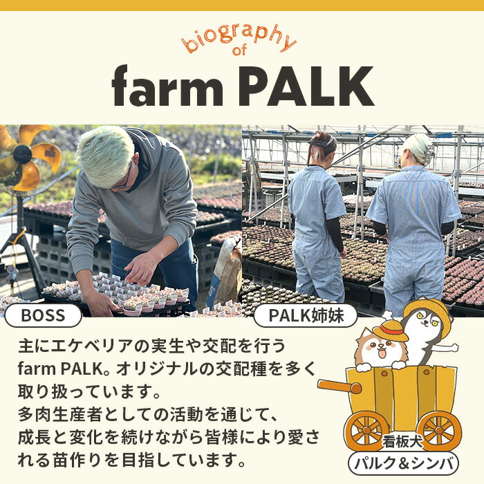 楽天市場】多肉植物 PAL nae セレクション No.005 クインコロネット