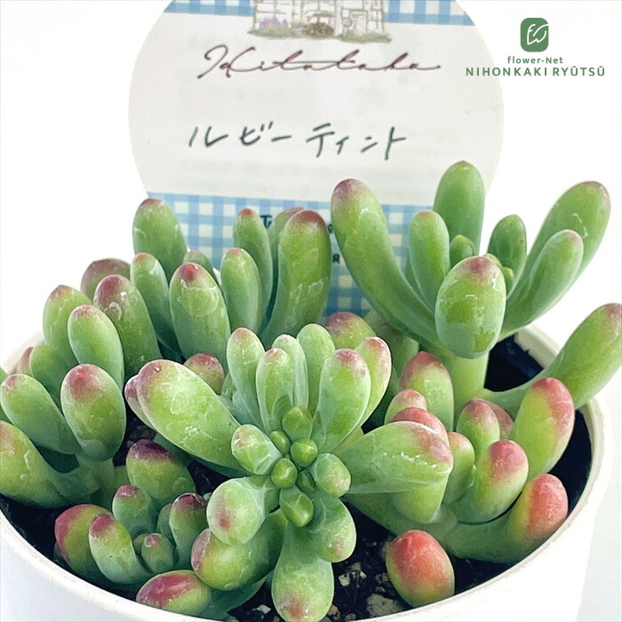 楽天市場】多肉植物 Hitotabaセダム ルビーティント 多肉植物 ヒトタバ