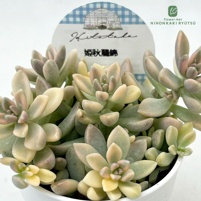 楽天市場】姫秋麗の通販