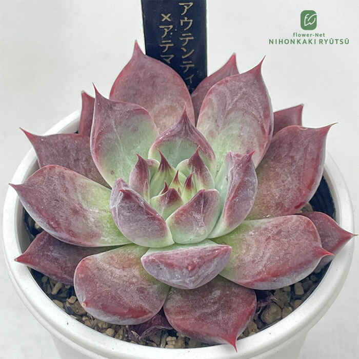 楽天市場】多肉植物 ajtエケベリア アウンティカ×アテマハック 多肉