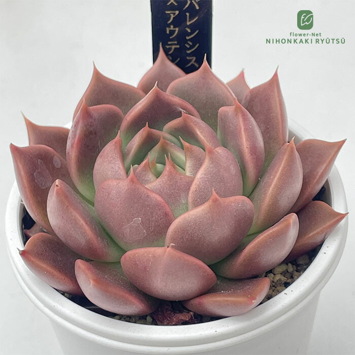 楽天市場】多肉植物 ajtエケベリア トバレンシス×アウンティカ 多肉