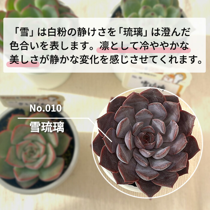 楽天市場】多肉植物 PAL nae セレクション No.010 雪琉璃 多肉植物