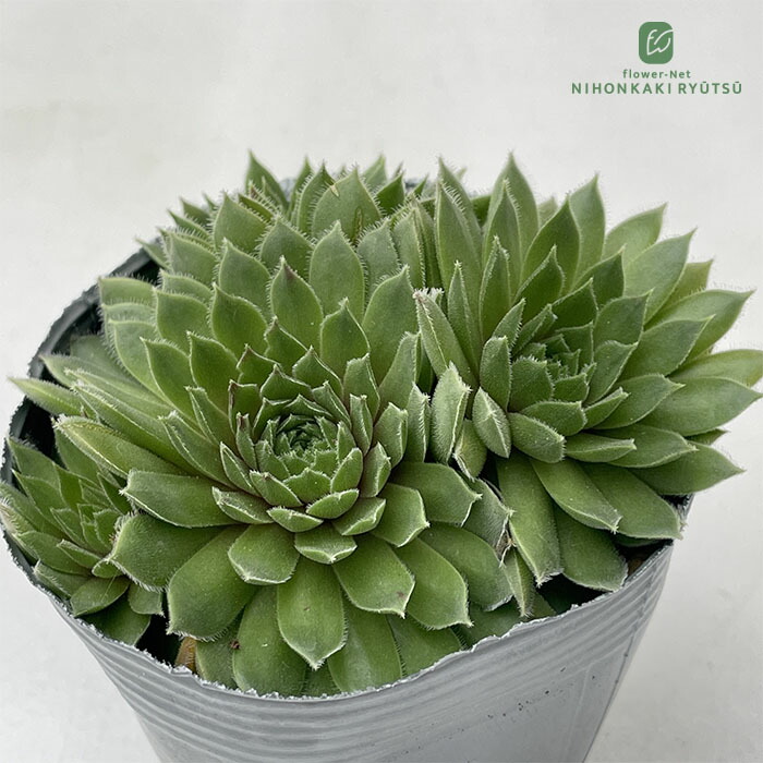 1ポット410円〜 センペルビウム26年1月 その4 1ポット410円