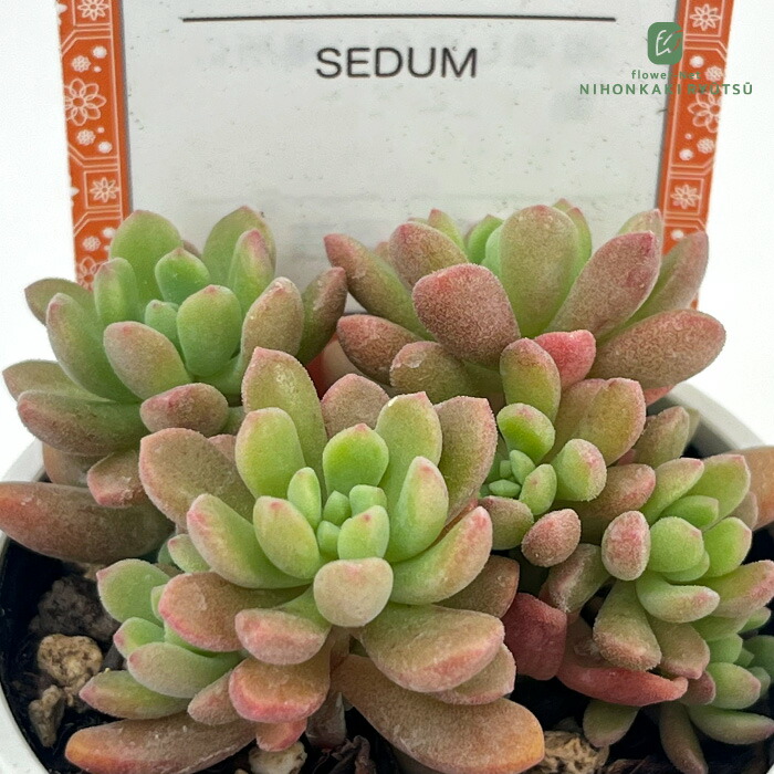 楽天市場】多肉植物 sizセダム 蜜柑てまり 多肉植物 雫ファームさん苗