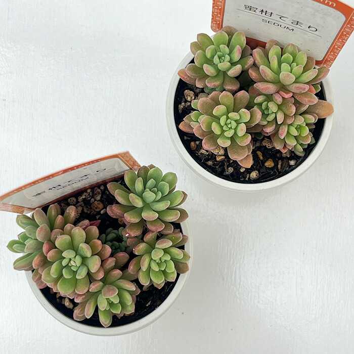 楽天市場】多肉植物 sizセダム 蜜柑てまり 多肉植物 雫ファームさん苗
