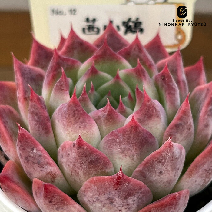 楽天市場】多肉植物 PAL nae セレクション No.012 茜小鶴 多肉植物