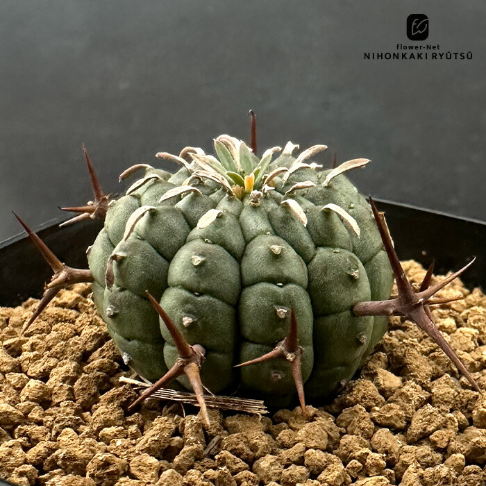 観葉植物 ユーフォルビア 多肉植物」の人気商品一覧 | 安い商品を通販