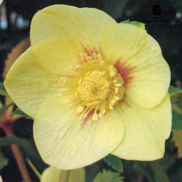 苗 クリスマスローズ ゴールド」の人気商品一覧 | 安い商品を通販