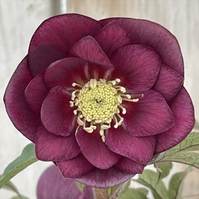 楽天市場】広瀬園芸の通販