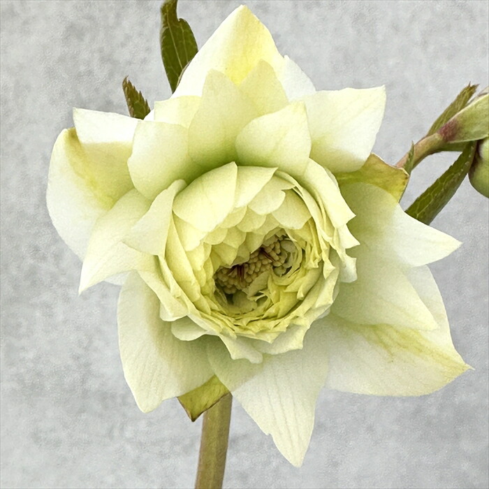 楽天市場】吉田園芸の通販