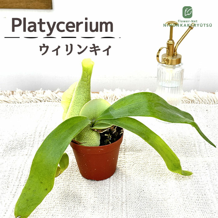 観葉植物 ビカクシダ 小型」の人気商品一覧 | 安い商品を通販サイト