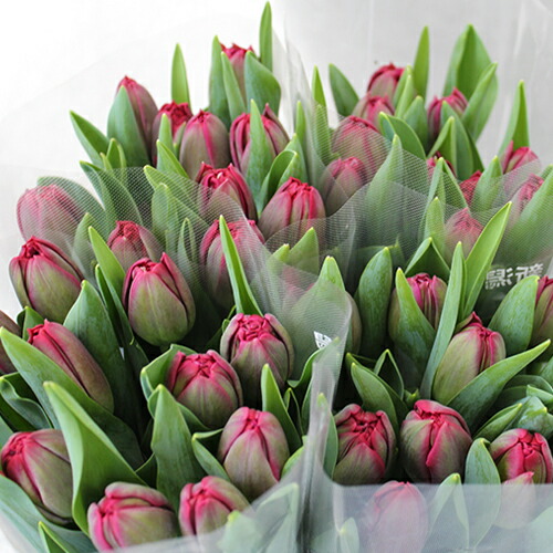 楽天市場】チューリップ アソート 3品種15本入り（赤5本・黄5本