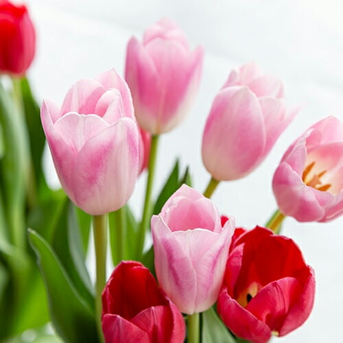 楽天市場】チューリップ アソート 3品種15本入り（赤5本・黄5本