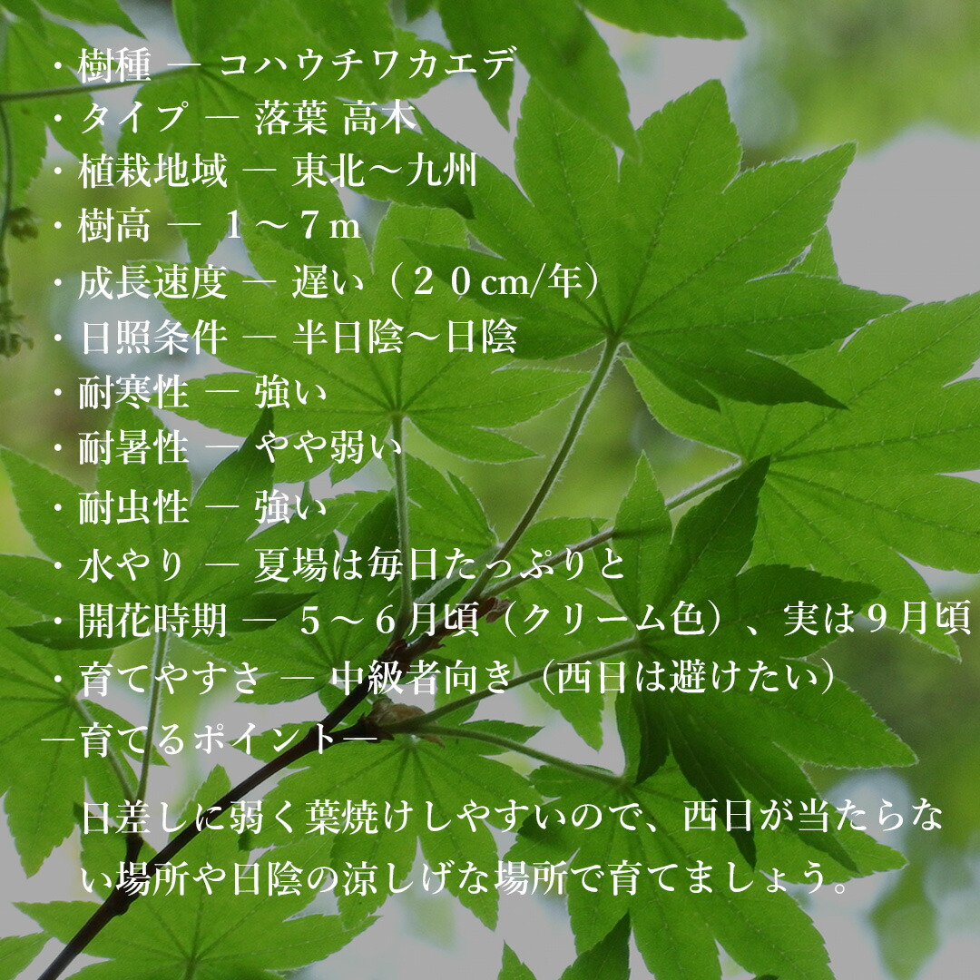 楽天市場】【現品】山採り【コハウチワカエデ】小羽団扇楓 株立ち 自然