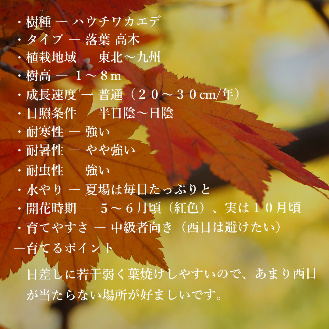 楽天市場】【現品】山採り【ハウチワカエデ】羽団扇楓 株立ち 自然風樹