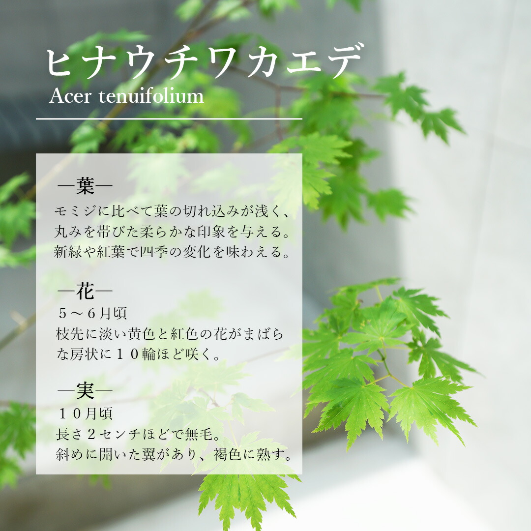 楽天市場】【現品】山採り【ヒナウチワカエデ】雛団扇楓 株立ち 自然風