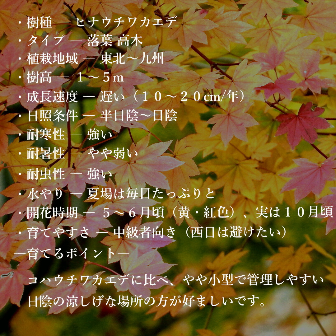 楽天市場】【現品】山採り【ヒナウチワカエデ】雛団扇楓 株立ち 自然風
