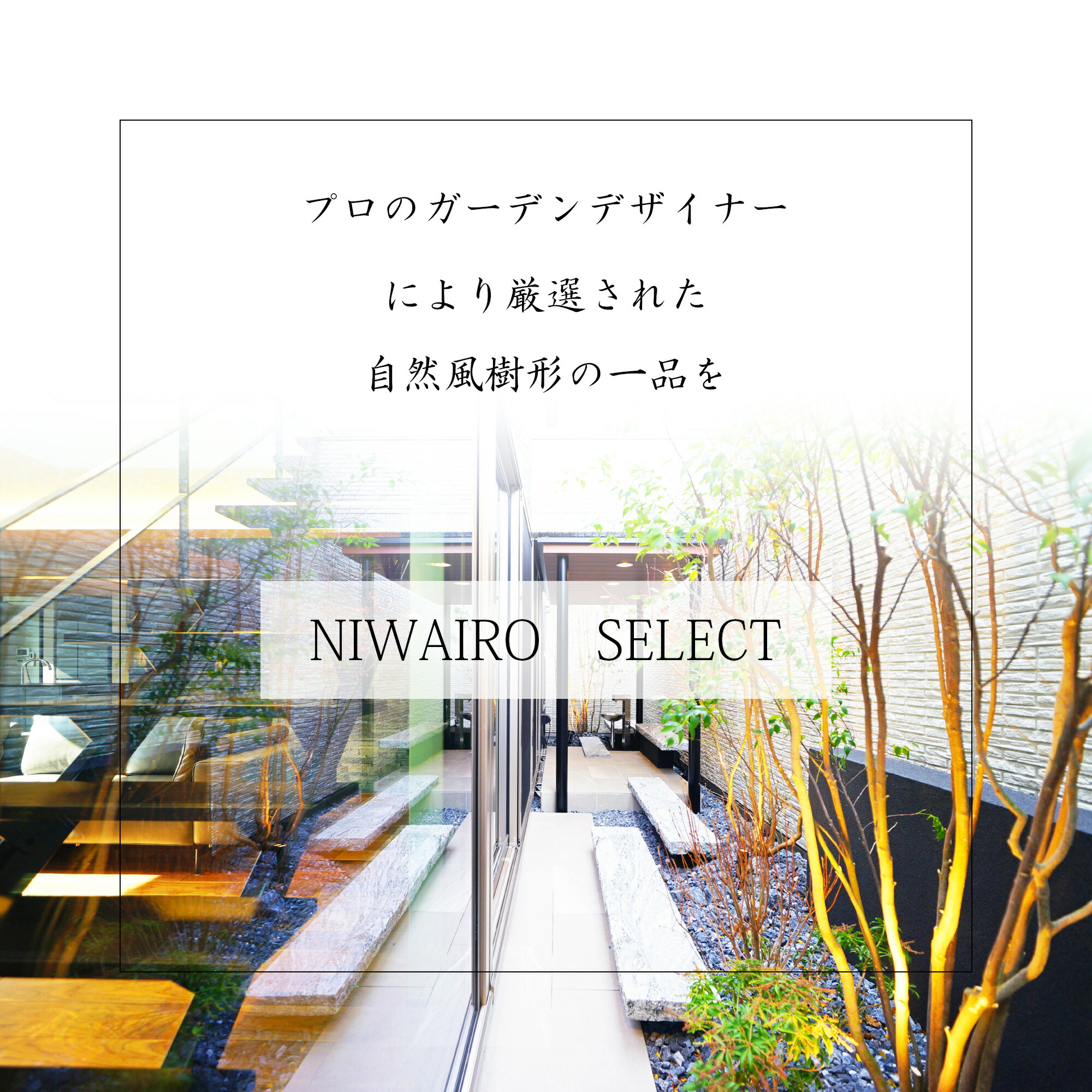 楽天市場】【現品】【ソヨゴ】株立ち 自然風樹形 雌雄不明 樹高H≒210