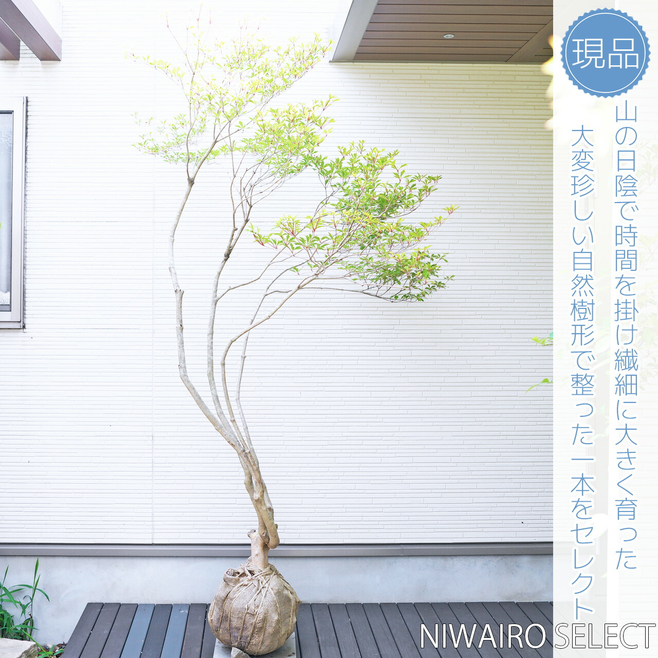 imgrc0098603515.jpg?fitin=272:272