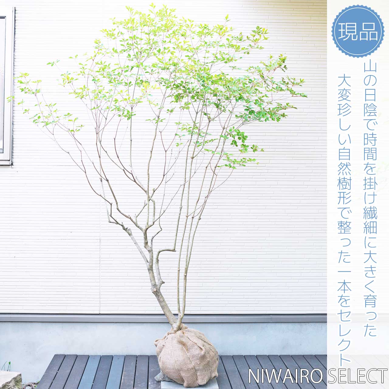 シルエット抜群。山採りドウダンツツジ。 シルエット抜群。山採りドウダンツツジ。 シルエット抜群。山採り