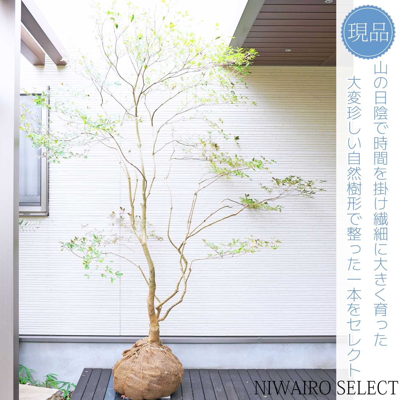 imgrc0099776452.jpg?fitin=272:272