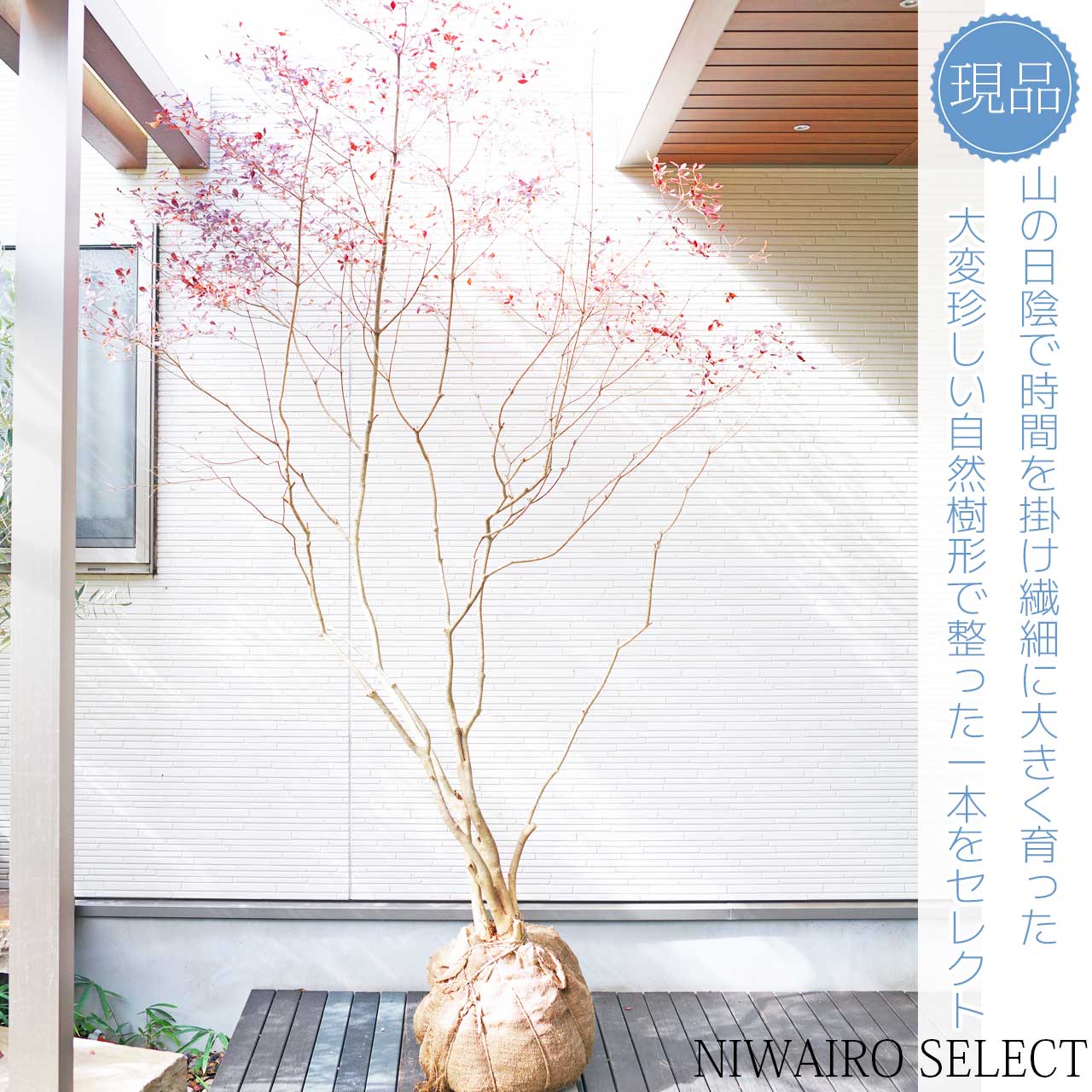 楽天市場】大型 山採り【ドウダンツツジ】 株立ち 自然樹形 樹高H≒255