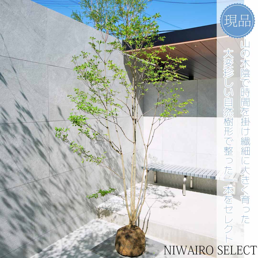 楽天市場】【現品】山採り【大型ドウダンツツジ】灯台躑躅 株立ち 自然