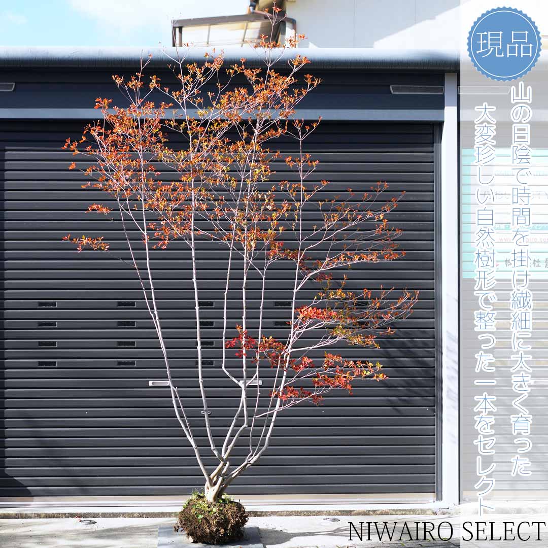 楽天市場】大型 山採り【ドウダンツツジ】本株立ち 自然風樹形 樹高H